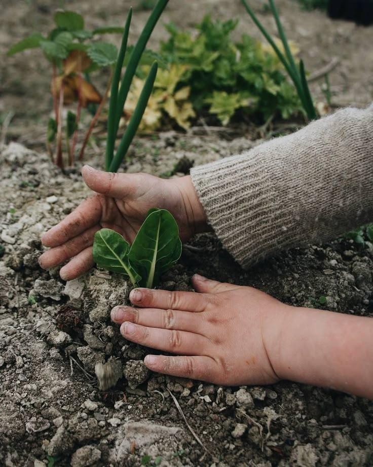 Harvest Harmony: Diverse Produce Combo